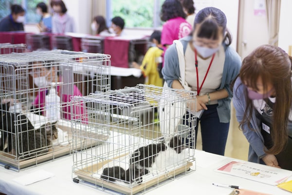 A rescue cat adoption event in Japan