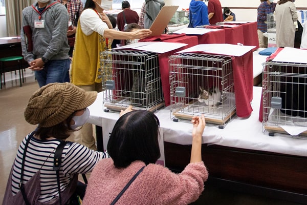A rescue cat adoption event in Japan