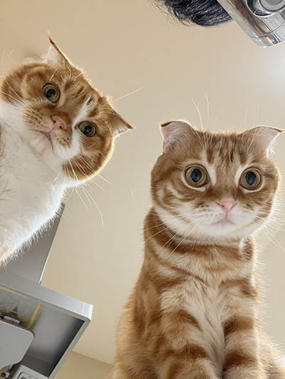 Rescue cat Mugi and Haru
