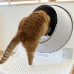 Mugi, a rescued cat, tries to get into an automatic litter box