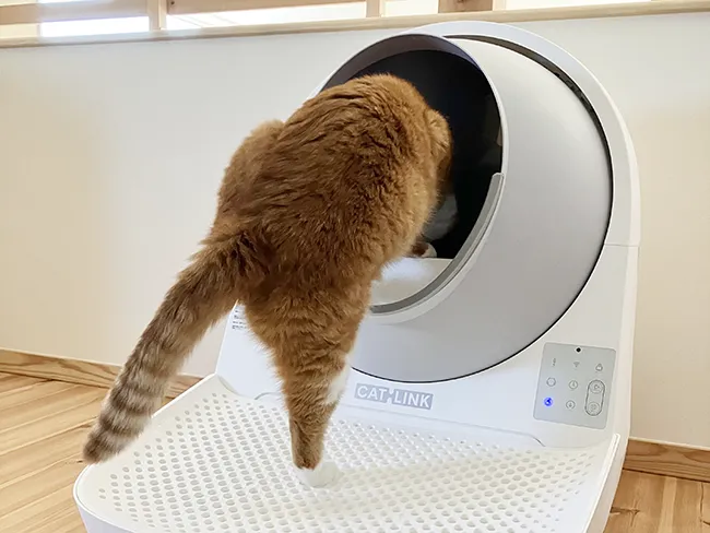 Mugi, a rescued cat, tries to get into an automatic litter box