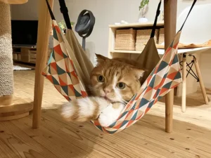 Mugi, a rescued cat, relaxing in a hammock under the table