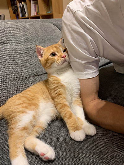 Rescue cat Mugi