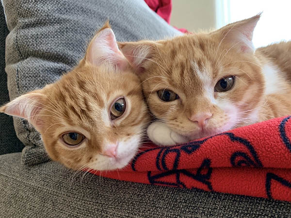 Rescue Cats Rescue Cats in Japan Mugi and Haru Japan’s Rescue Cat Situation