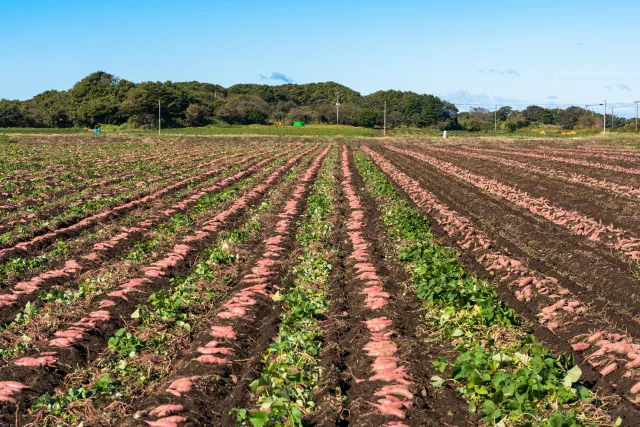 Sweet potato field
