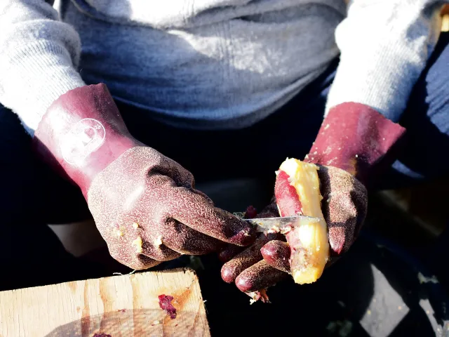 A farmer peeling dried sweet potatoes to dry them