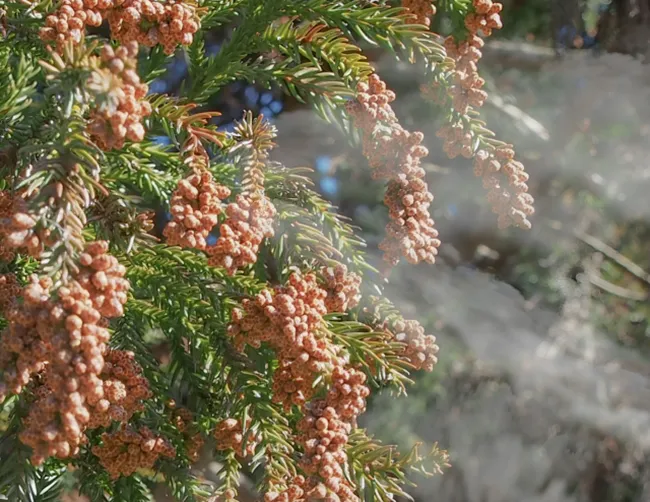 Cedar pollen