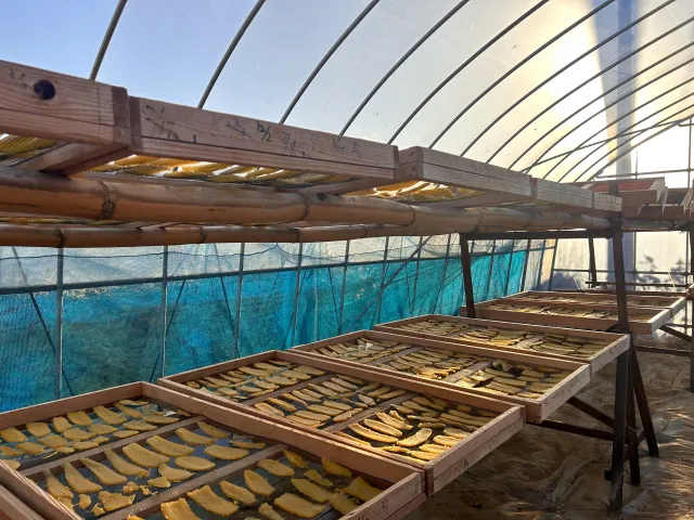 Dried sweet potatoes being dried in a greenhouse