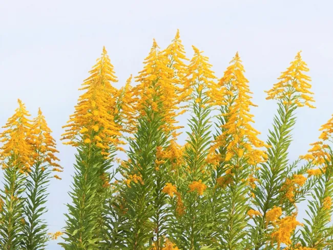 Ragweed, which releases pollen in autumn