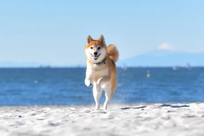 Shiba Inu