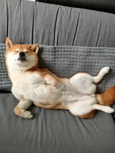 shiba inu