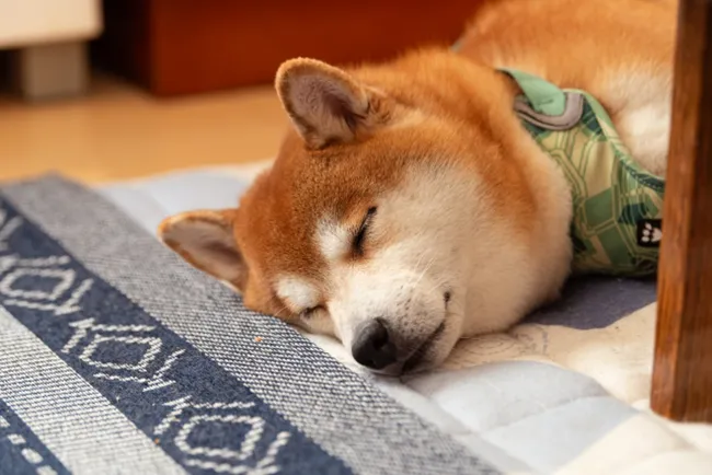 Japanese Shiba Inu