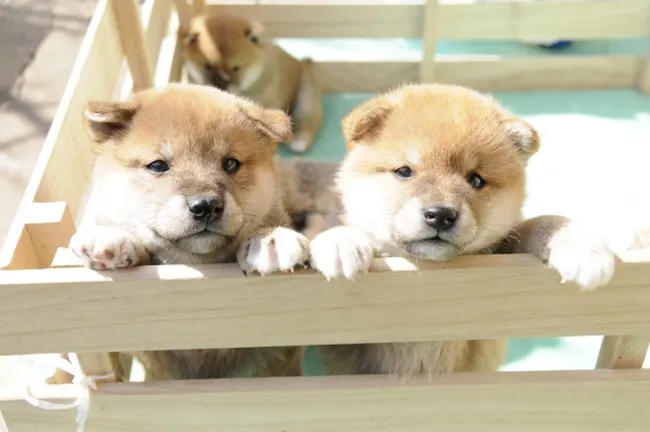 Shiba Inu puppy