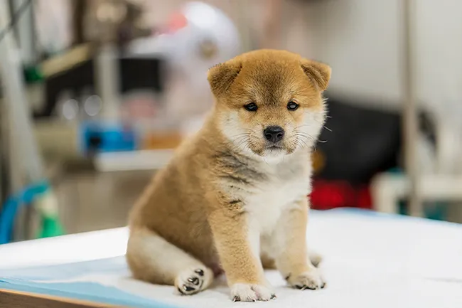 Japanese Shiba Inu